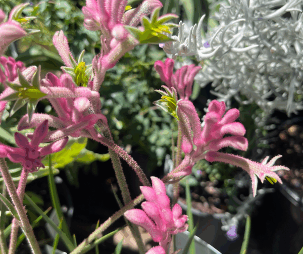 Anigozanthos hybrid Kangeroo Paw'