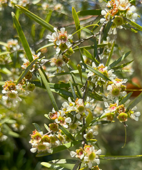 Leptospermum brachyandrum ‘Silver Weeping Tea Tree’