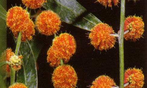Acacia leprosa ‘Scarlet Blaze’ Cinnamon Wattle
