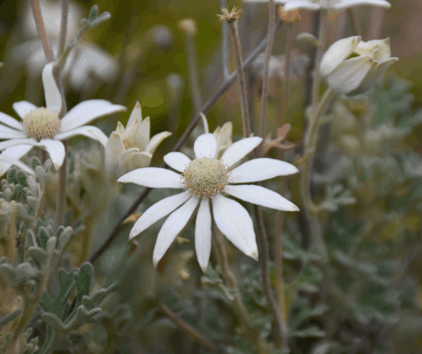 Actinotus helianthi (Flannel Flower) with soft white star-shaped flowers at Kuranga Native Nursery