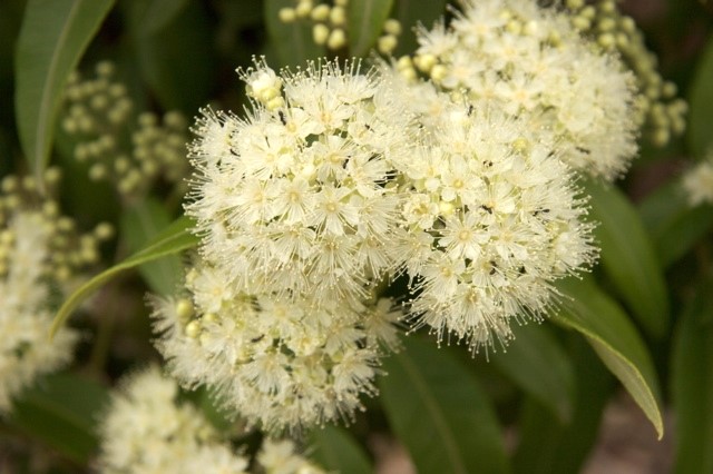 Backhousia citriodora ‘Lemon-scented Myrtle’