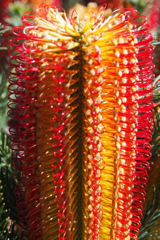 Banksia ericifolia ‘Dwarf Forms’ Heath-leaf Banksia