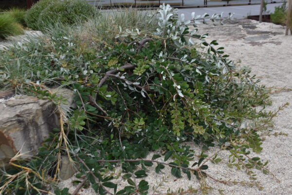 Banksia integrifolia Prostrate Form with silver-backed leaves and yellow flowers at Kuranga Nursery