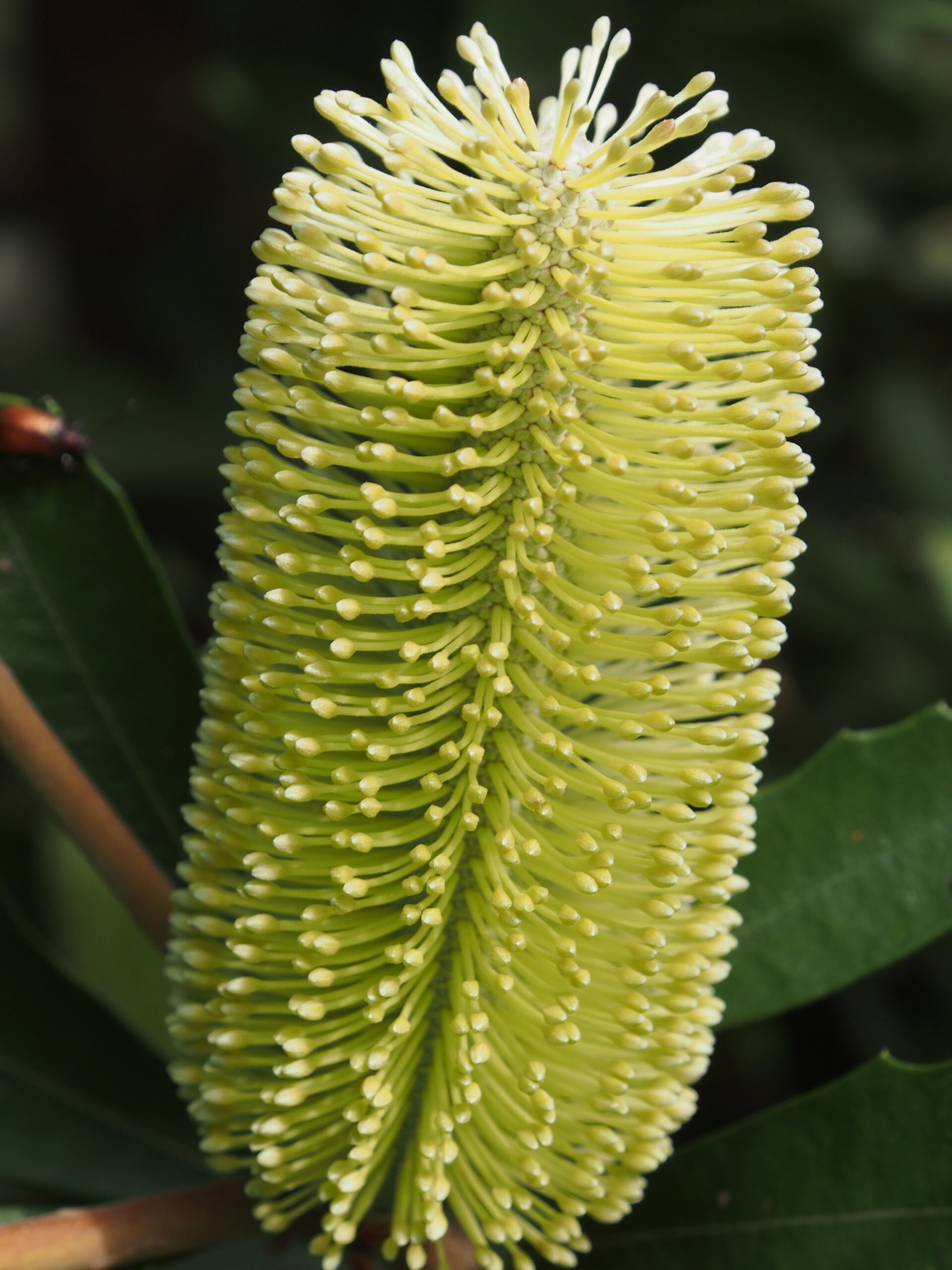 Banksia integrifolia ‘Coast Banksia’
