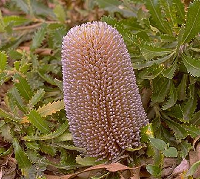 Banksia serrata ‘Saw Banksia’