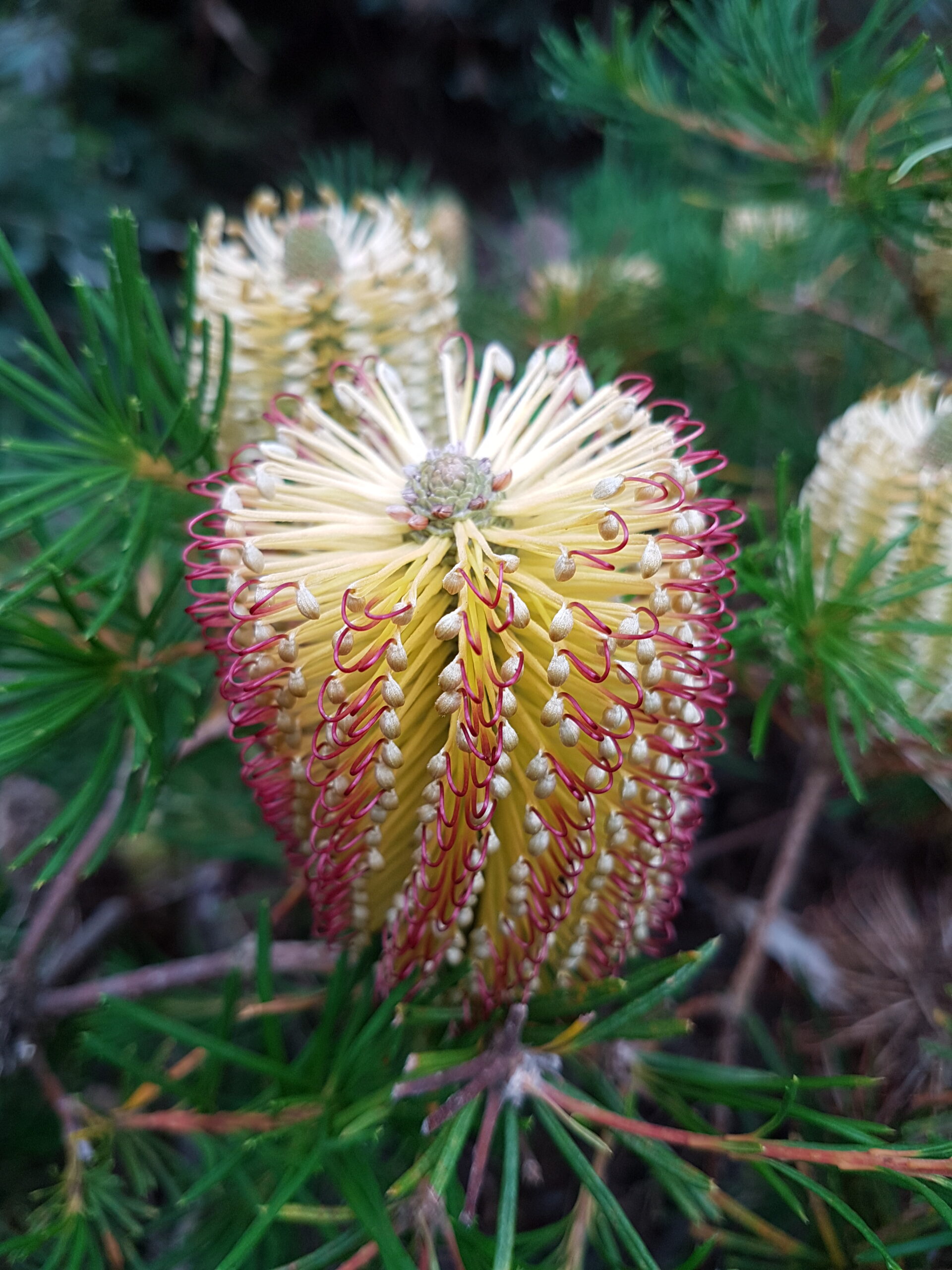 Banksia spinulosa Forms ‘Hairpin Banksia’