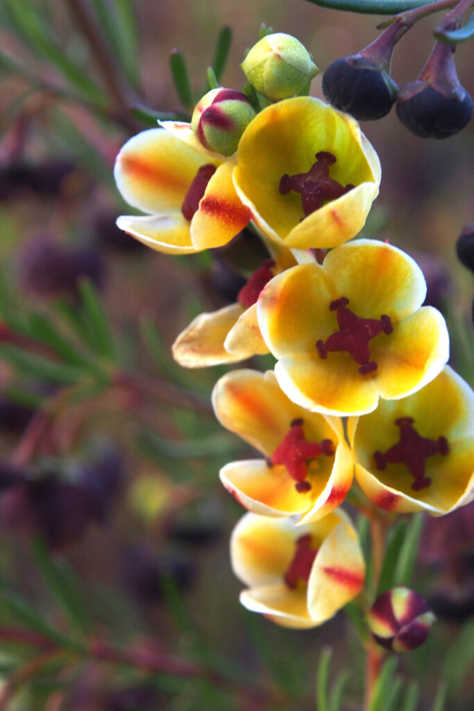 Harlequin Brown Boronia | Fragrant Native Shrub | Kuranga