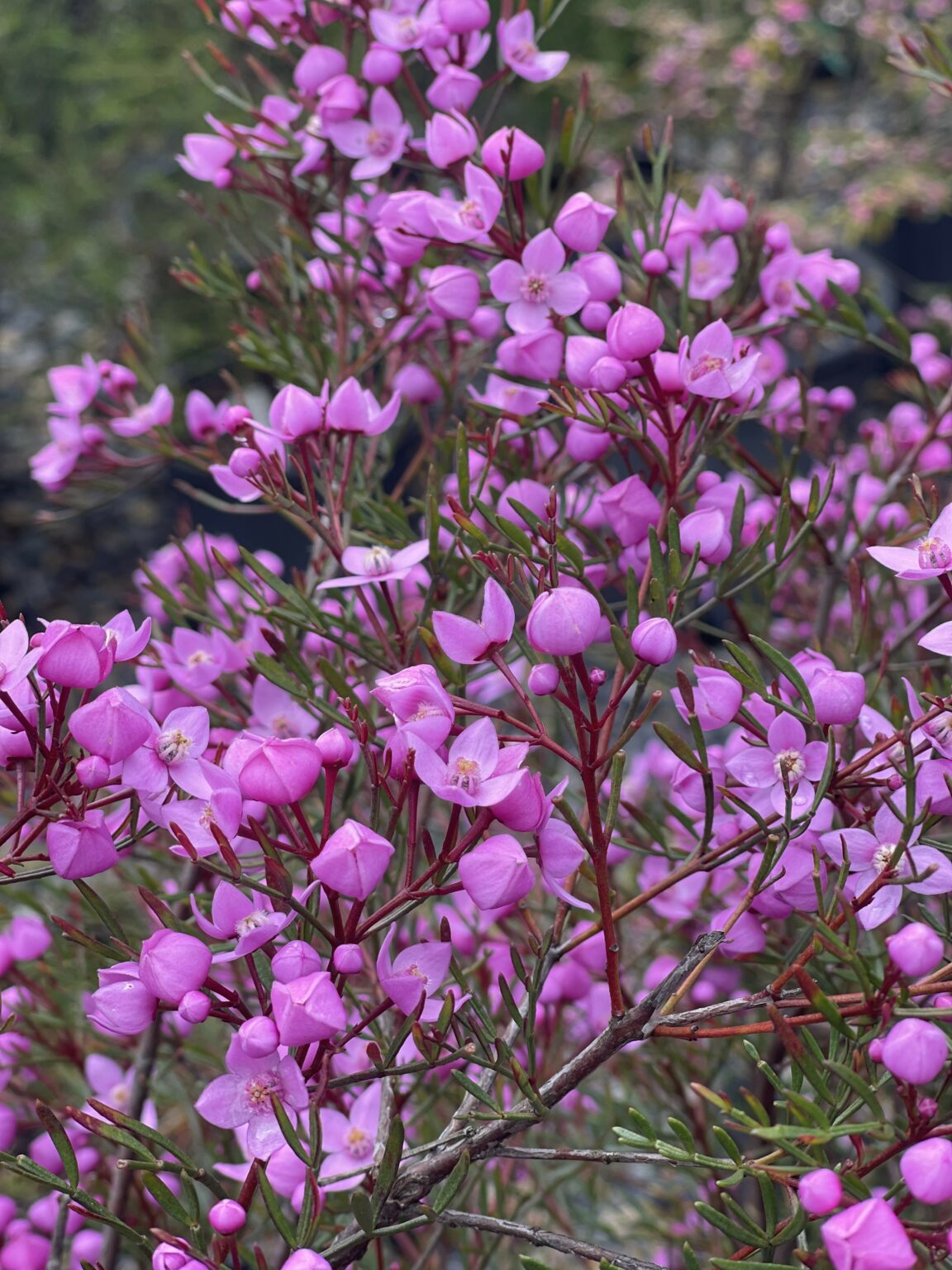 Dwarf Pinnate Boronia | Compact Native Shrub | Kuranga