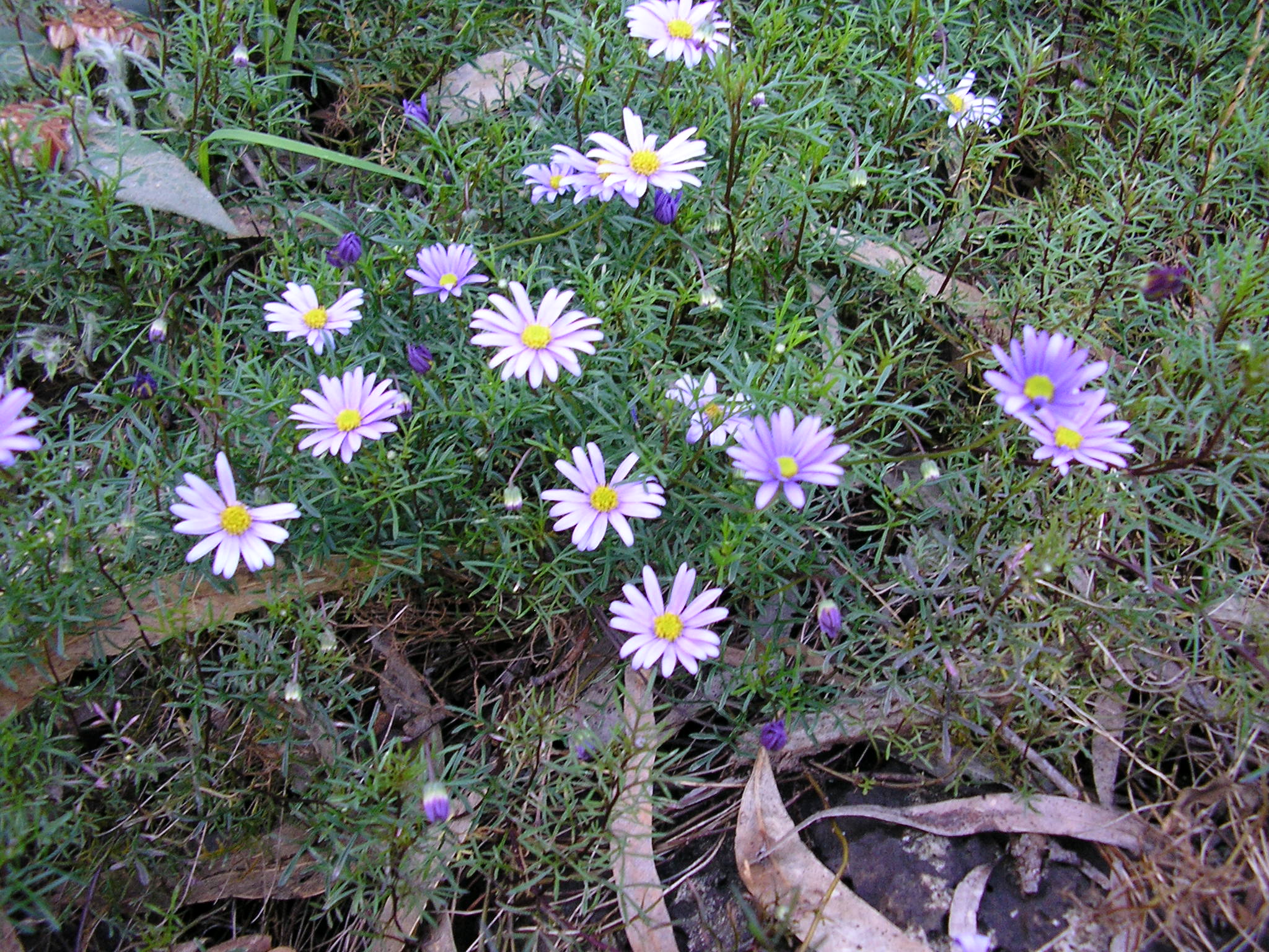 Brachyscome multifida ‘Cut-leaf Daisy’