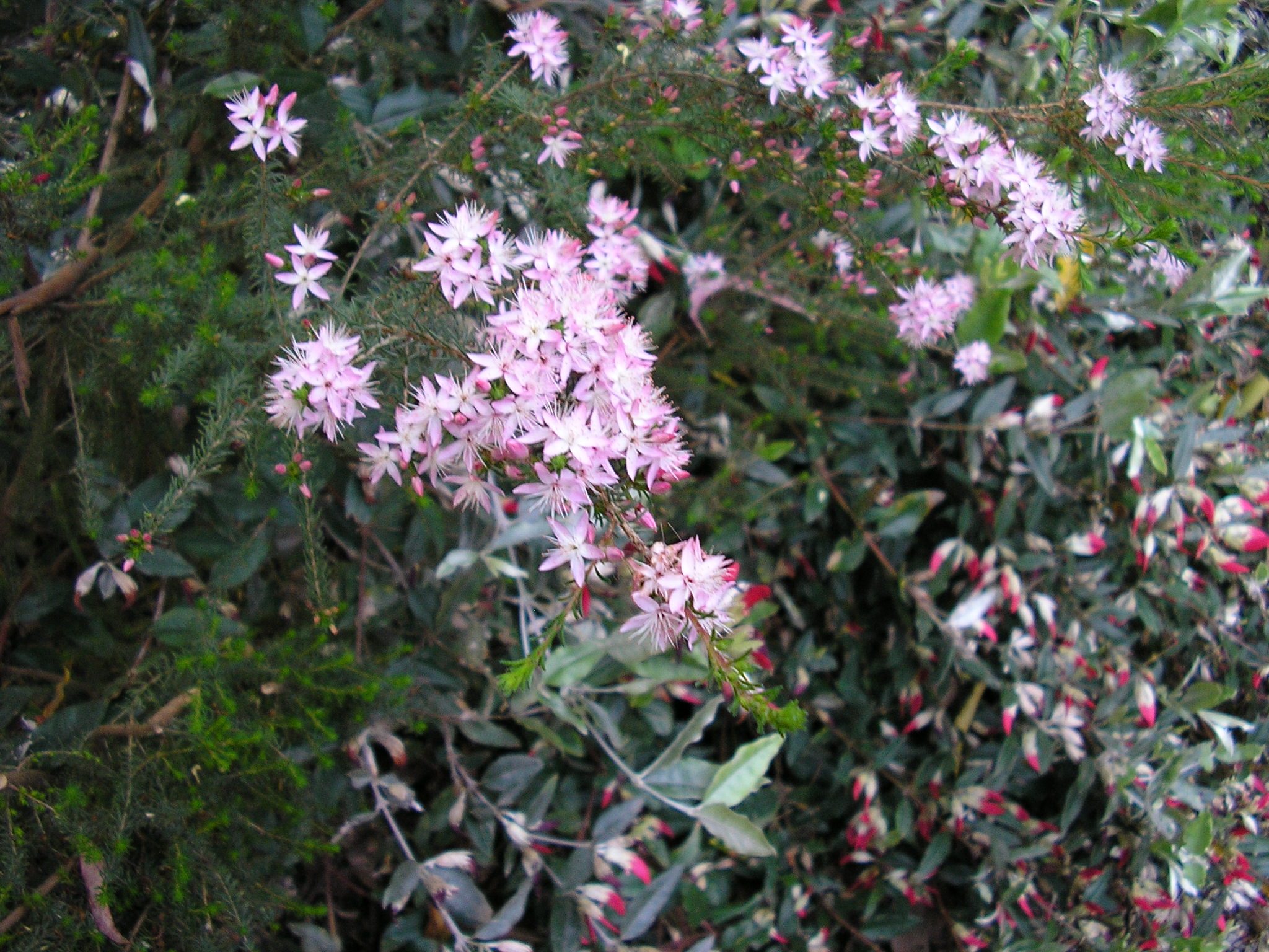 Calytrix tetragona ‘Fringe Myrtle’
