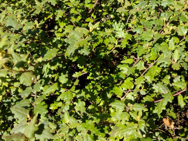 Chorilaena quercifolia Oak Leaf Grevillea with distinctive oak-shaped leaves at Kuranga Native Nursery