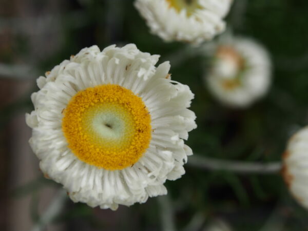 Chrysocephalum baxteri ‘Fringed Everlasting’