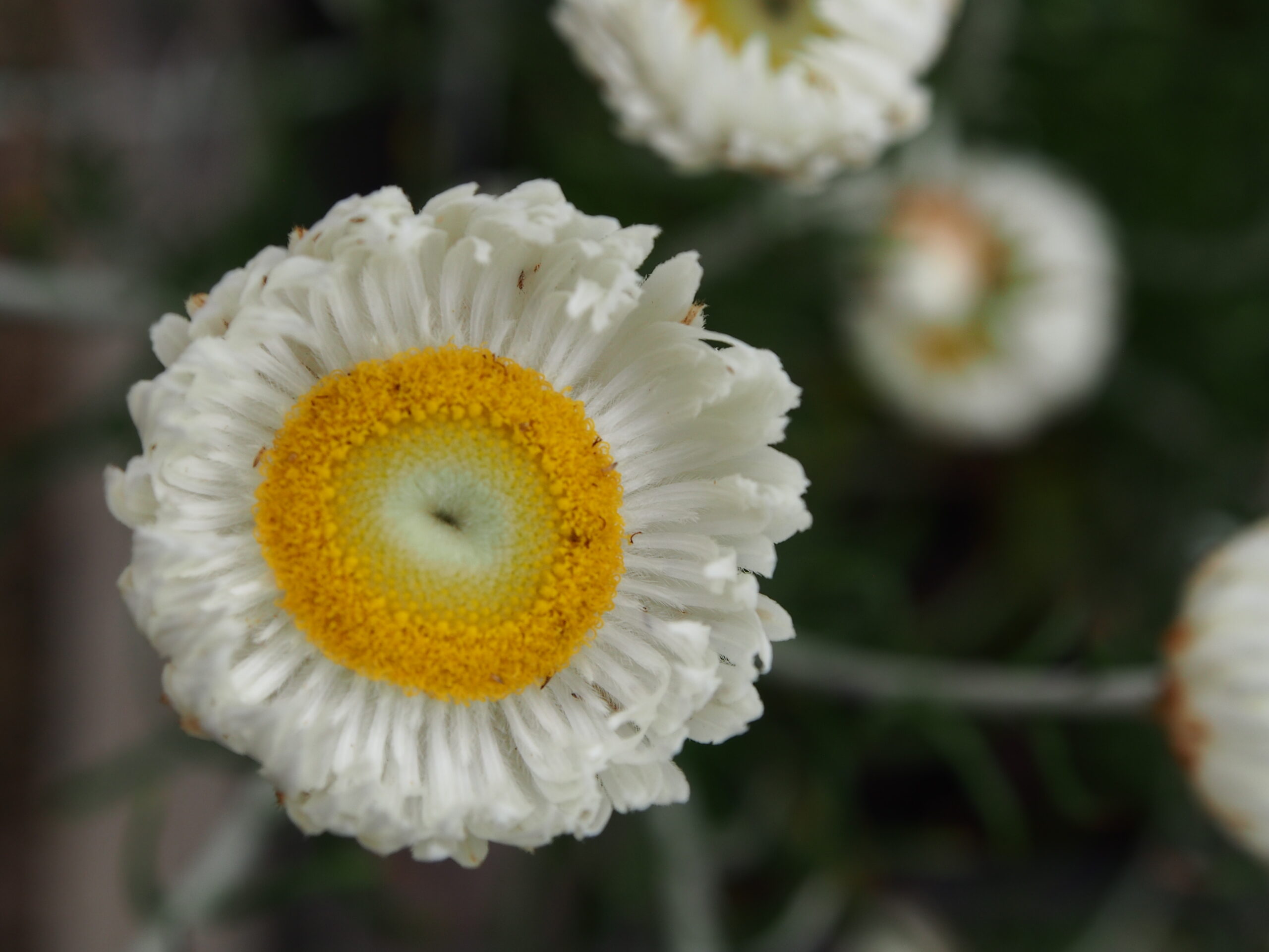 Chrysocephalum baxteri ‘Fringed Everlasting’