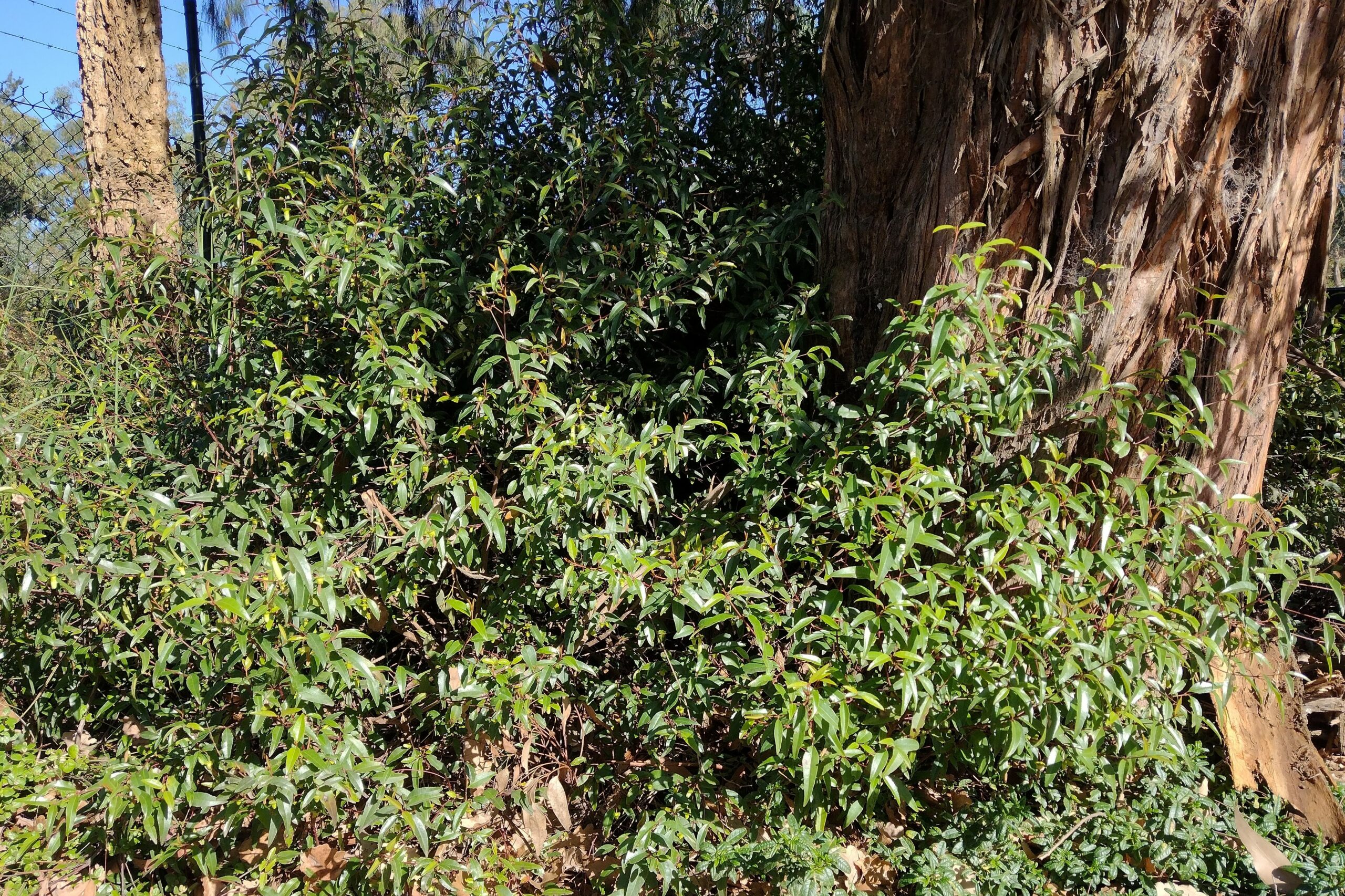 Correa baeuerlenii ‘Chef’s Cap’