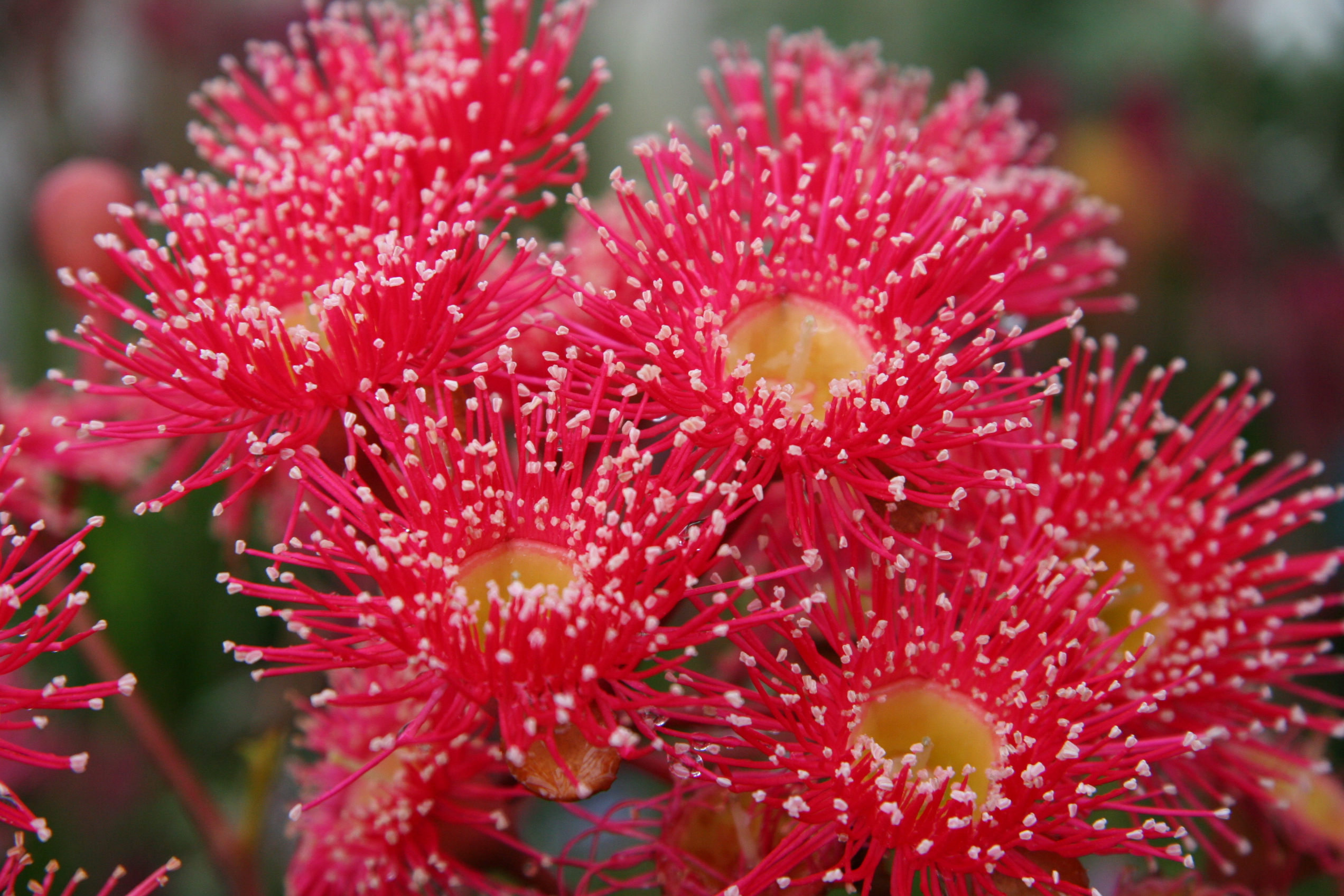 Corymbia ficifolia ‘Red-flowering Gum Grafted’