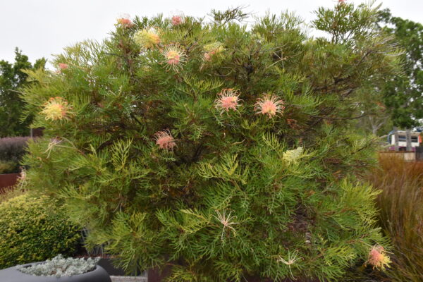 Grevillea Peaches and Cream with soft peach-colored flowers attracting birds at Kuranga Native Nursery