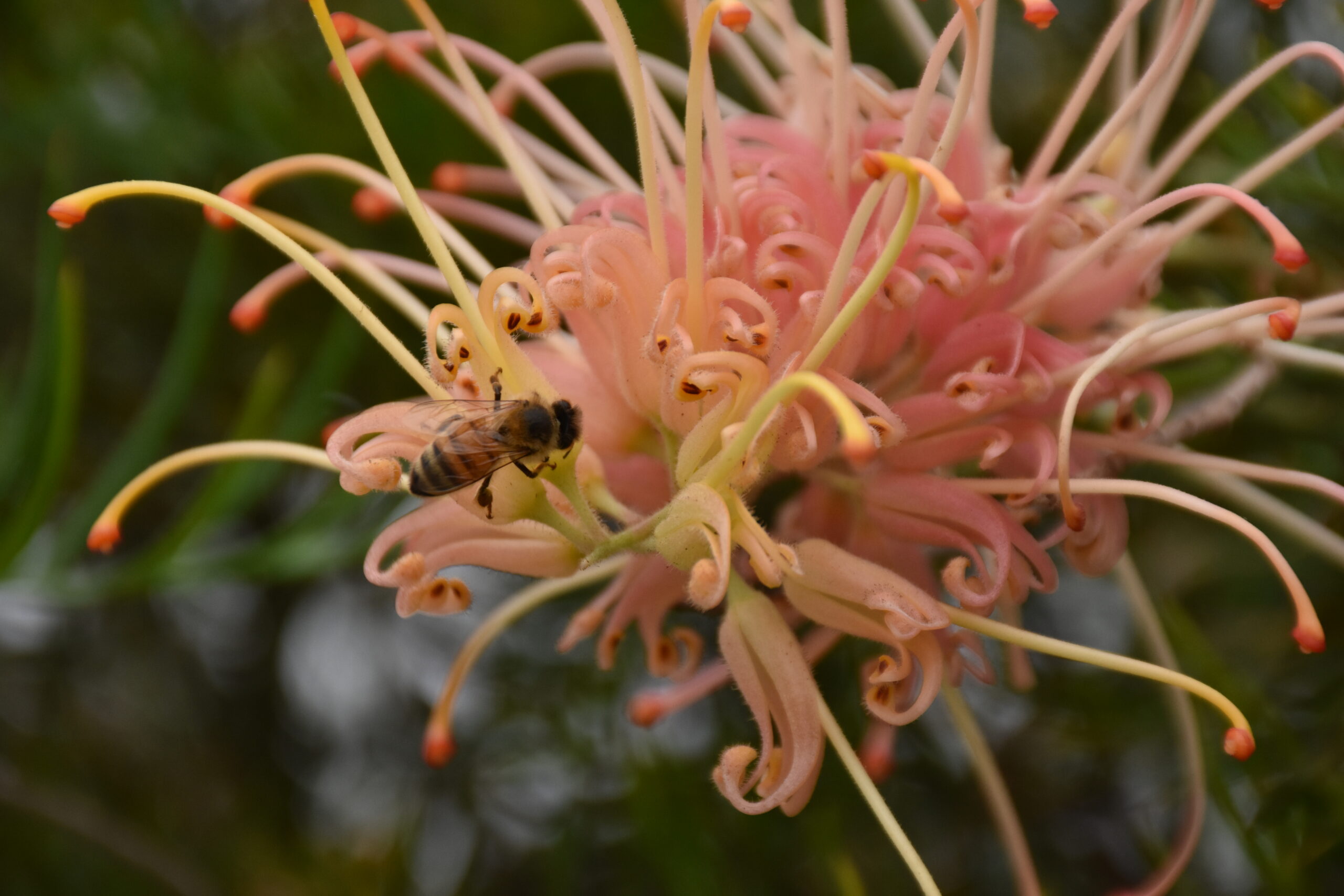 Grevillea ‘Peaches and Cream’