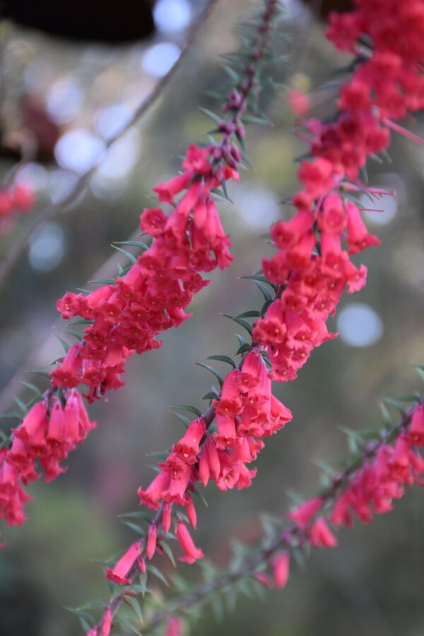 Epacris impressa Common Heath with stunning pink tubular flowers at Kuranga Native Nursery