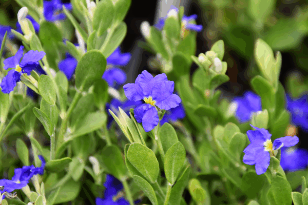 Dampiera linearis