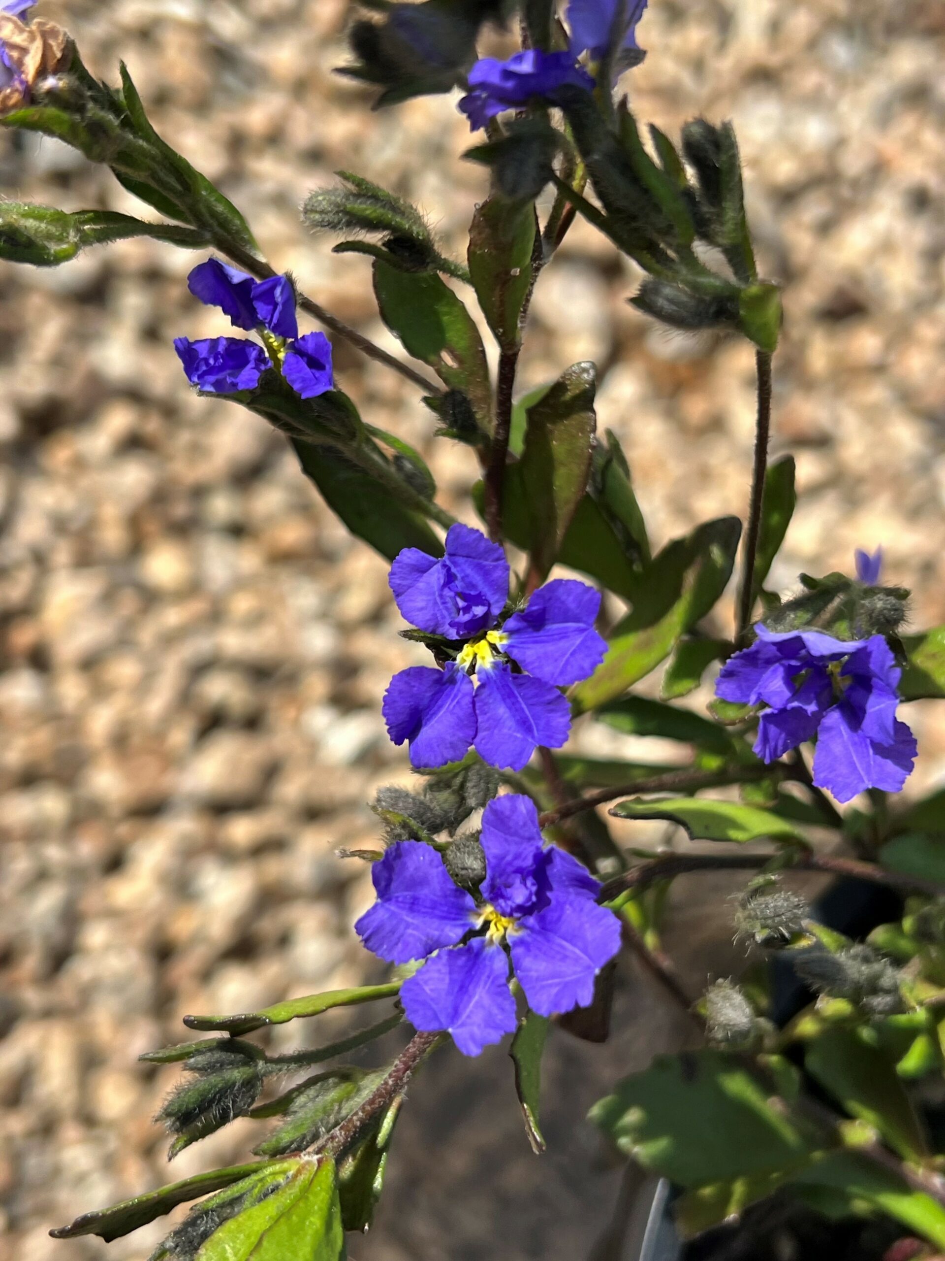 Dampiera linearis ‘Common dampiera or Wedge-leaved dampiera’
