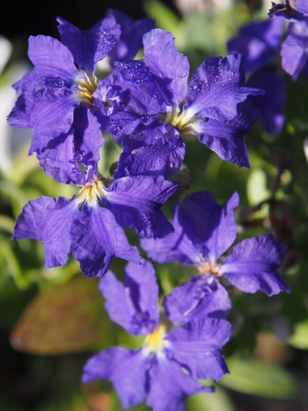 Dampiera linearis ‘Common dampiera or Wedge-leaved dampiera’