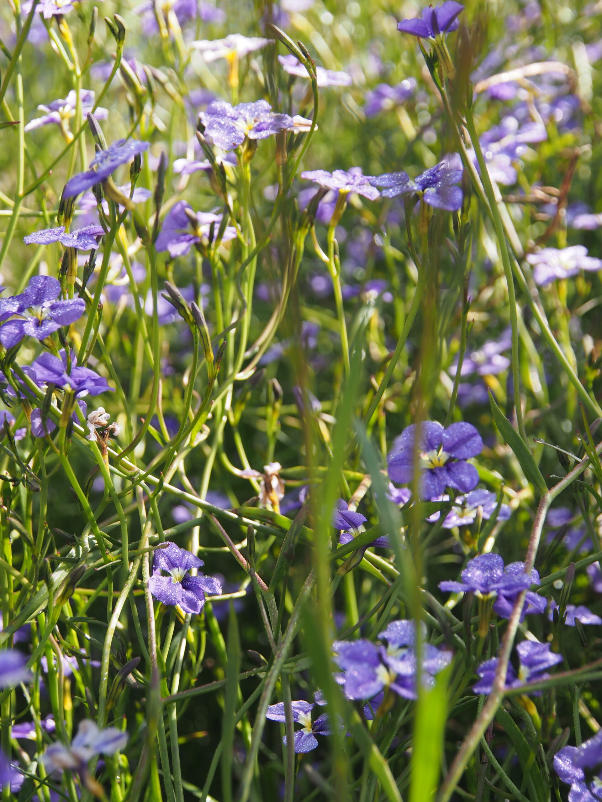 Dampiera trigona ‘Angled-stem’