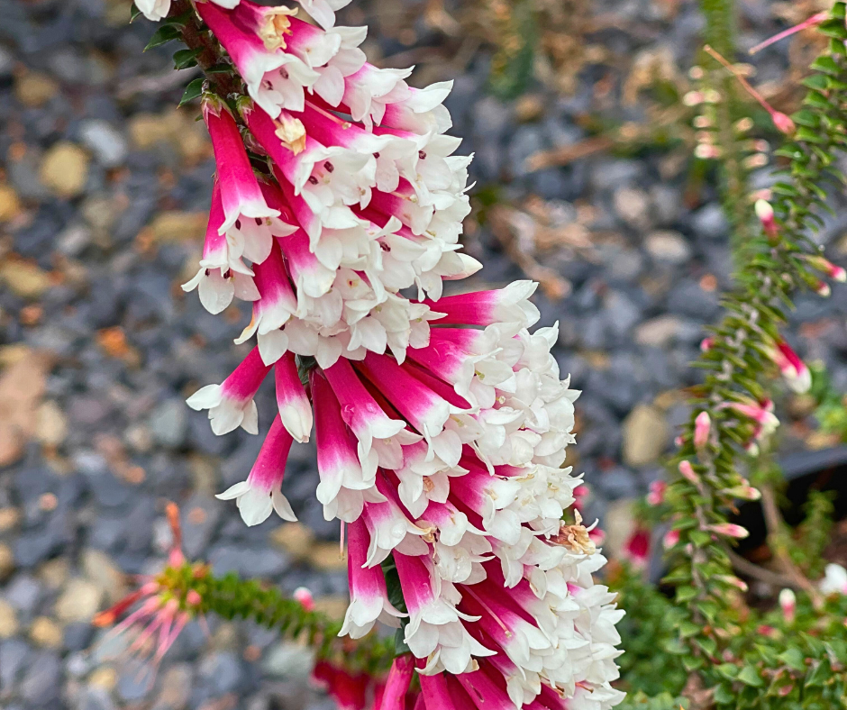 Epacris longiflora ‘Fuchsia Heath’