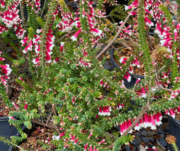 Epacris Longiflora Dwarf 'Fuchsia Heath'