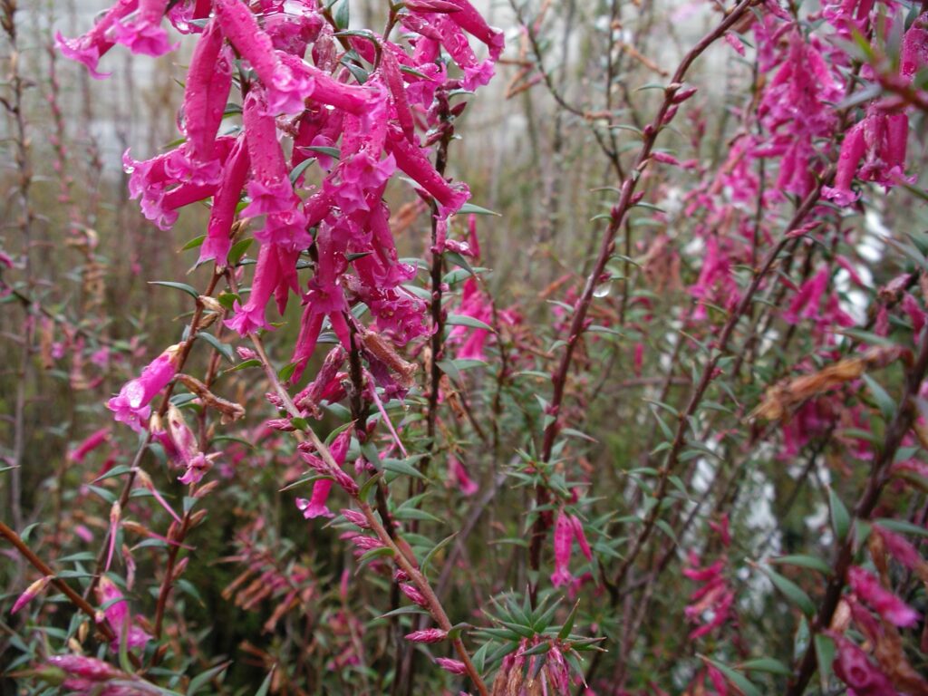 Epacris Common Heath Pink flower