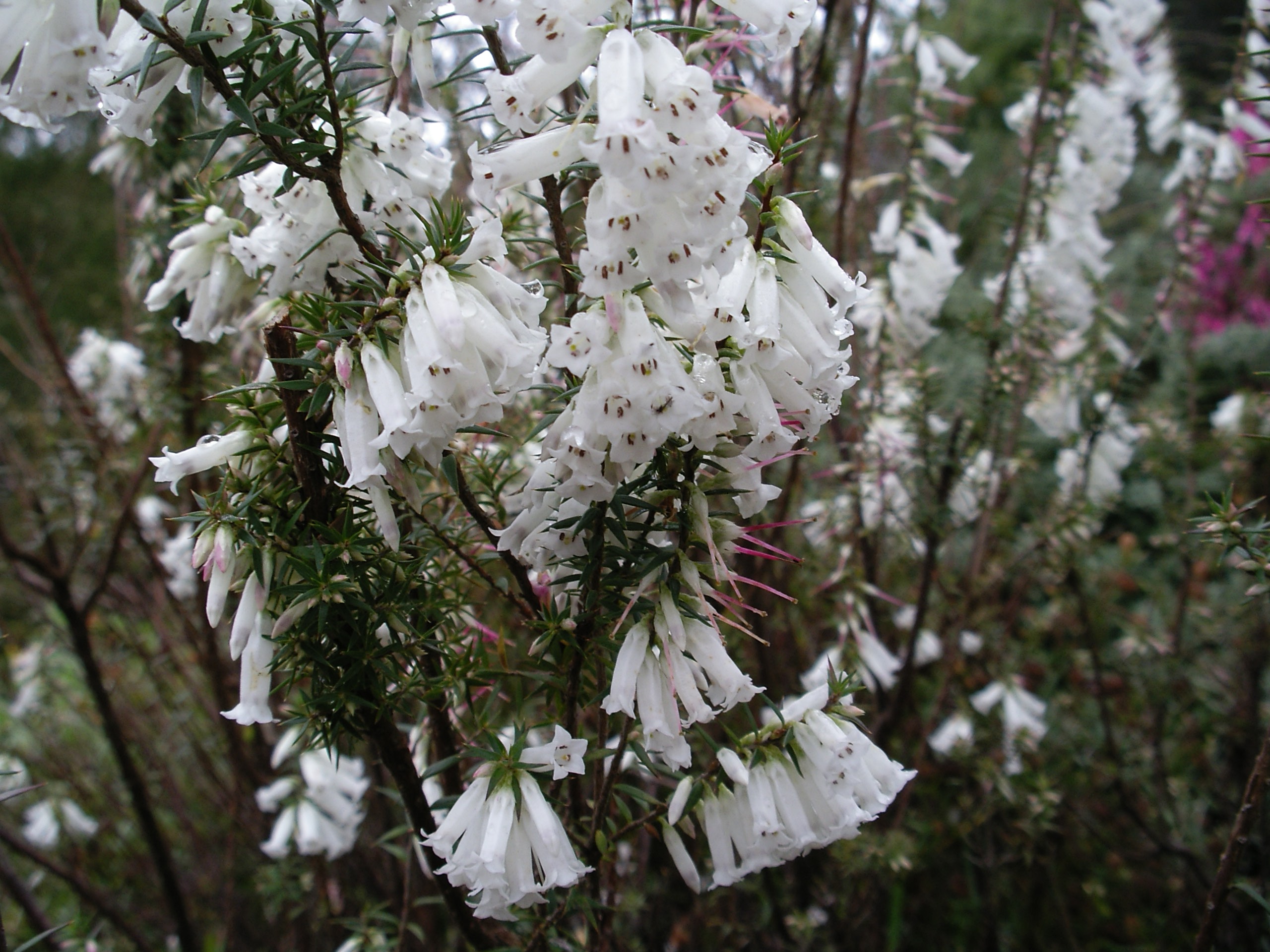 Epacris impressa ‘Common Heath’
