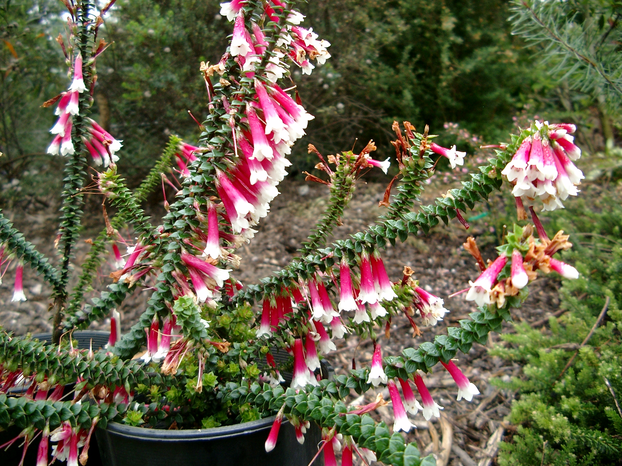 Epacris longiflora ‘Fuchsia Heath’