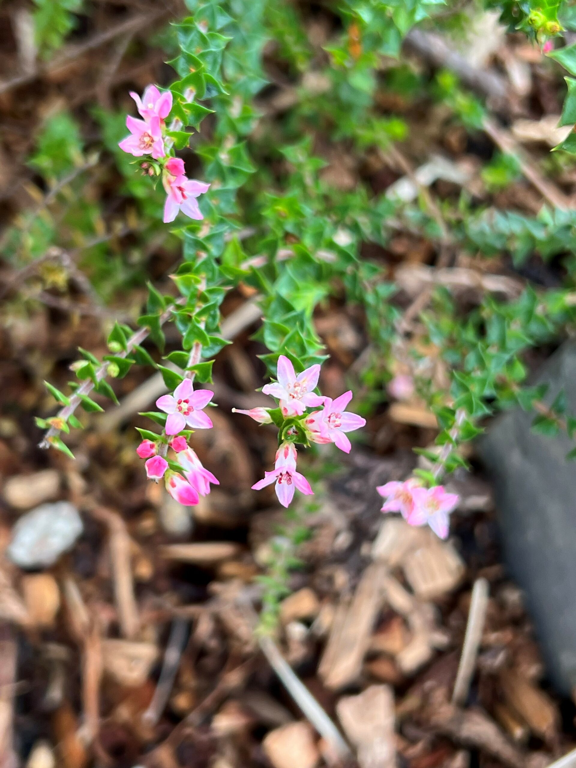 Epacris pulchella prostrate ‘Prostrate Coral Heath’
