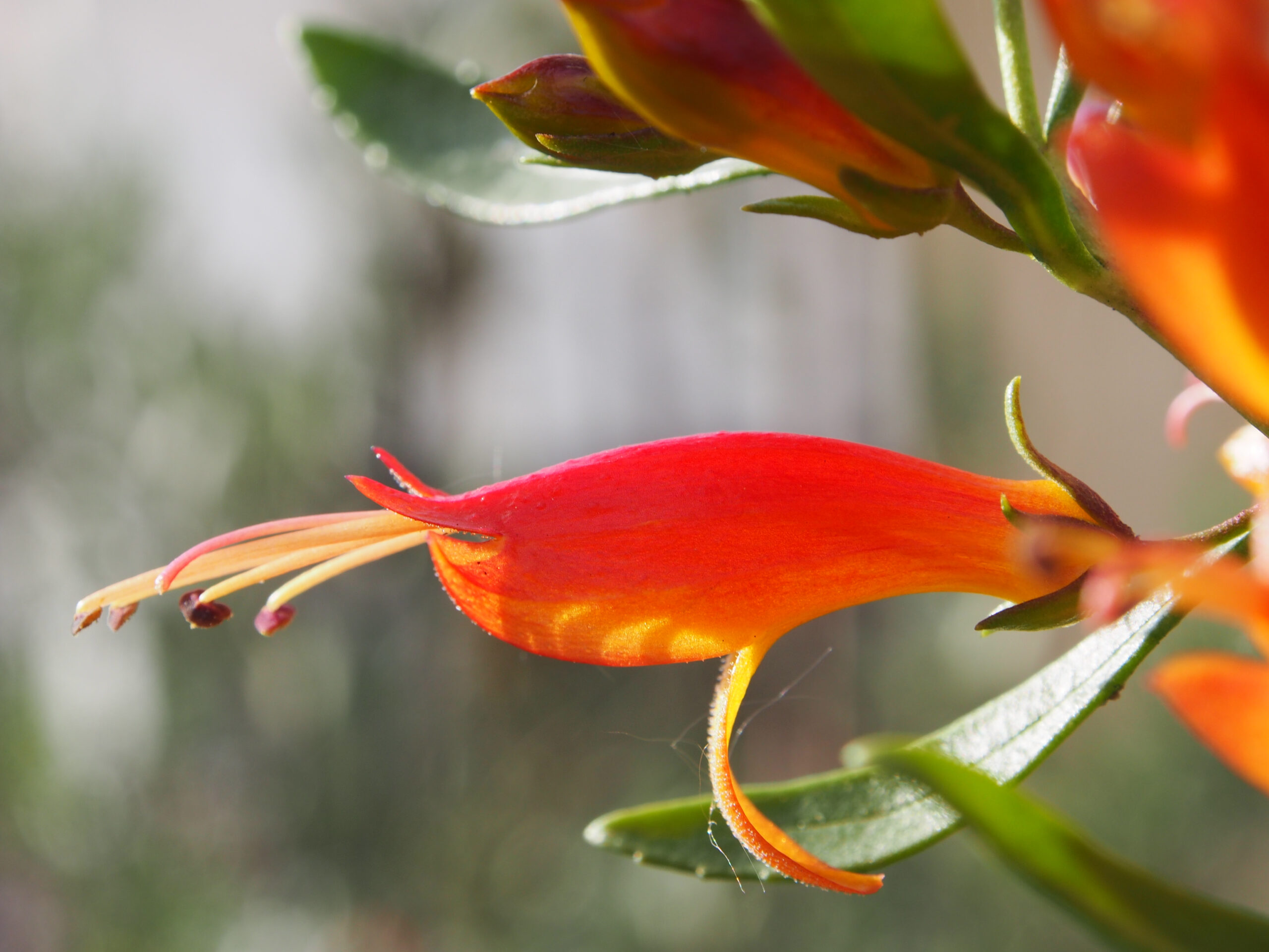 Eremophila glabra ‘Common Emu-bush’