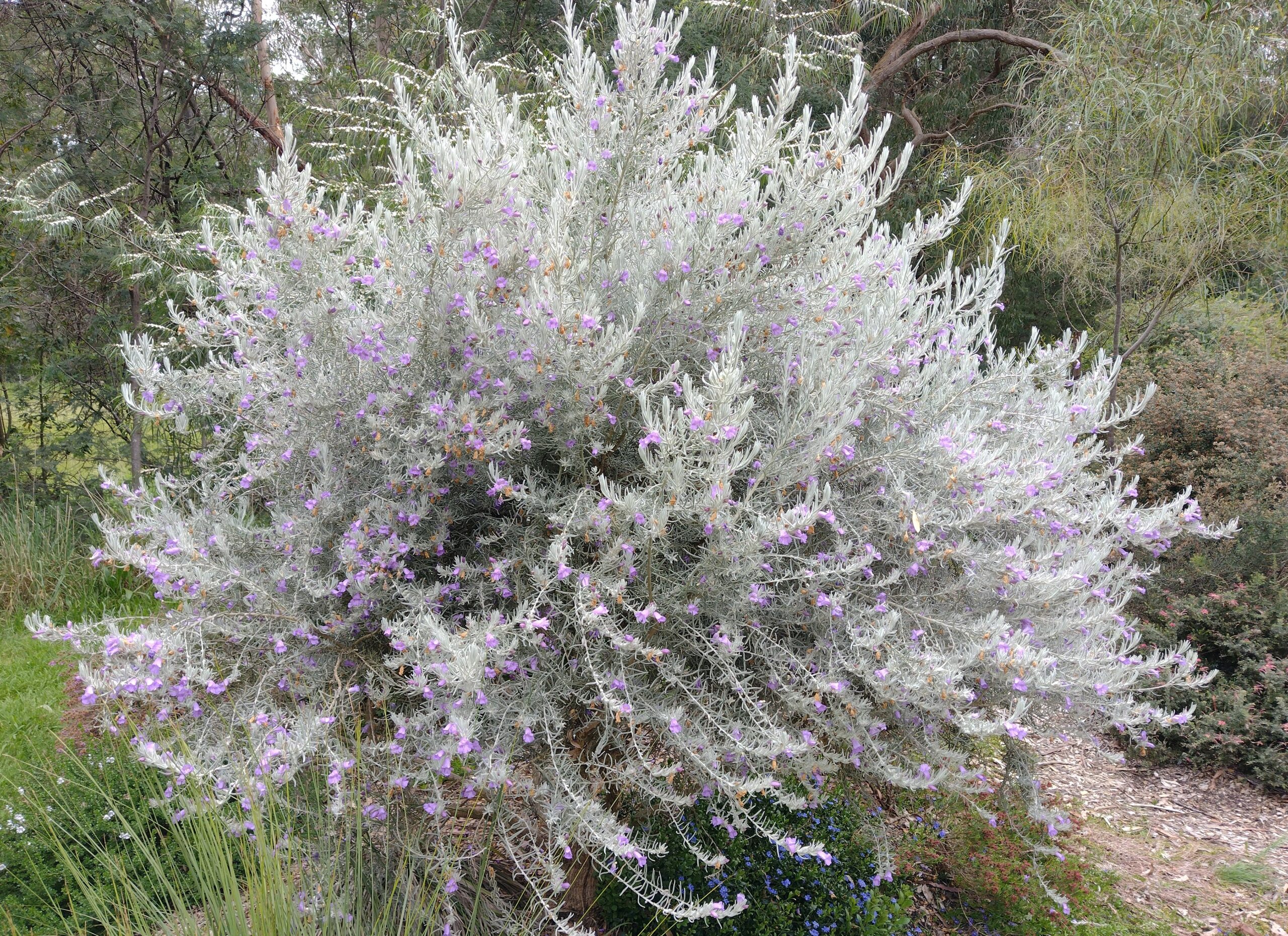 Eremophila nivea ‘Grafted’