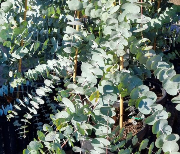Eucalyptus cinerea Silver Dollar Gum with distinctive silver-blue foliage at Kuranga Native Nursery