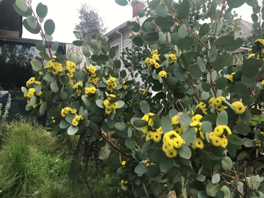 Bell Fruited Mallee | Compact Native Tree | Kuranga