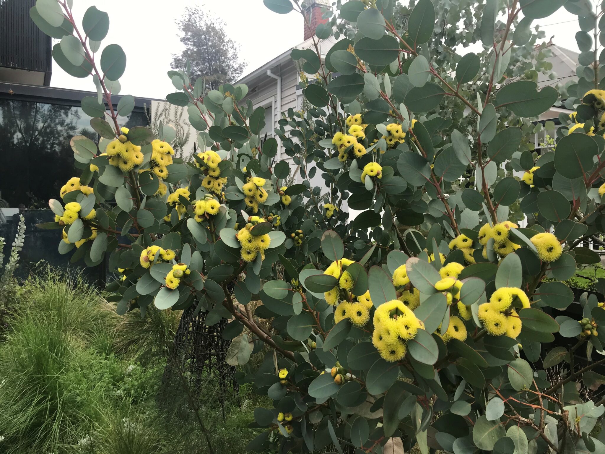 Bell Fruited Mallee | Compact Native Tree | Kuranga