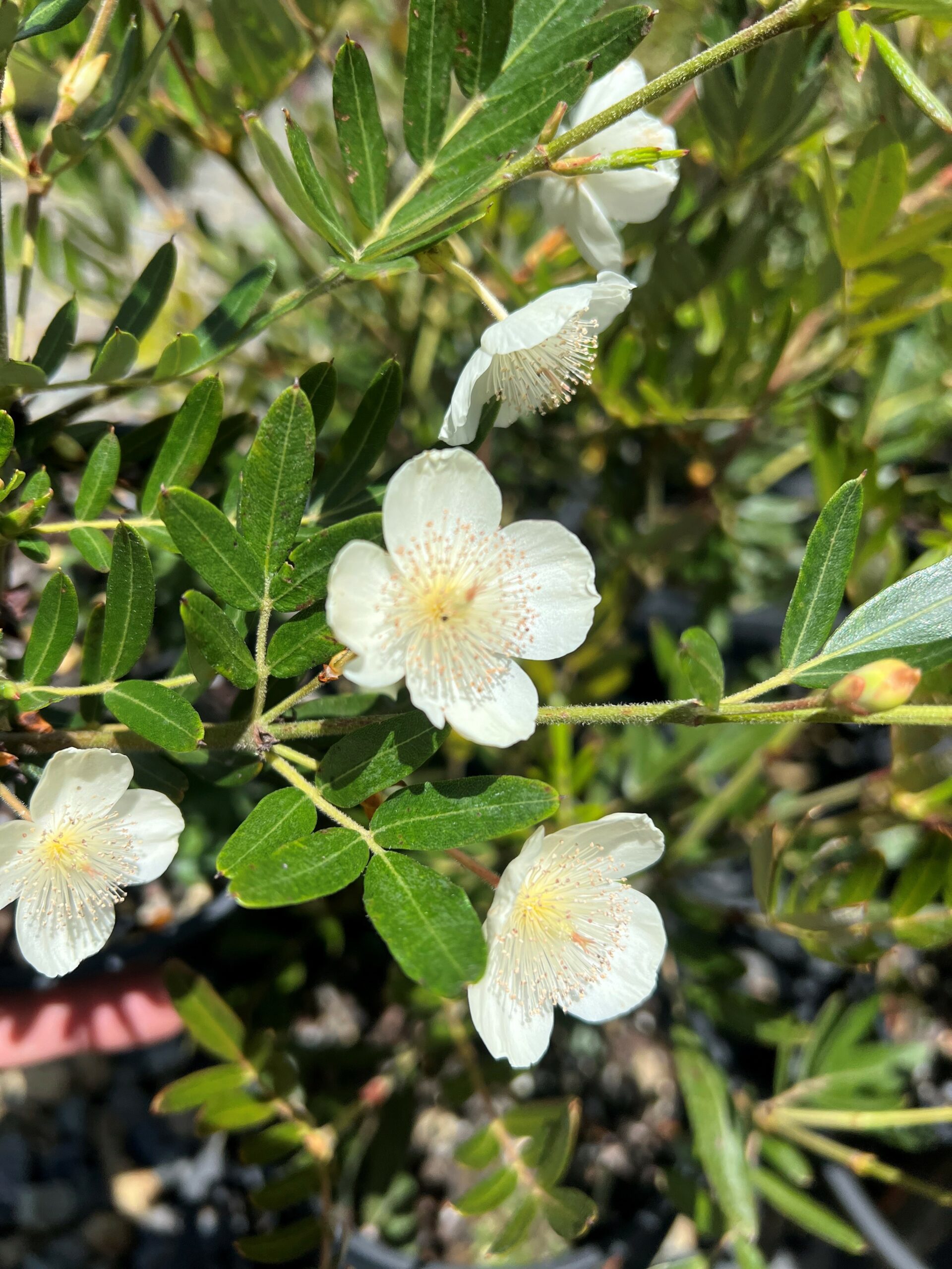 Eucryphia moorei ‘Plumwood’