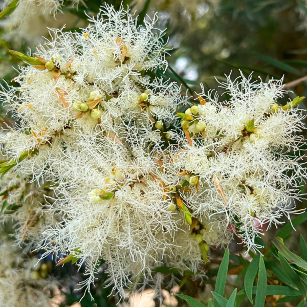 Melaleuca linariifolia ‘Snow in Summer’