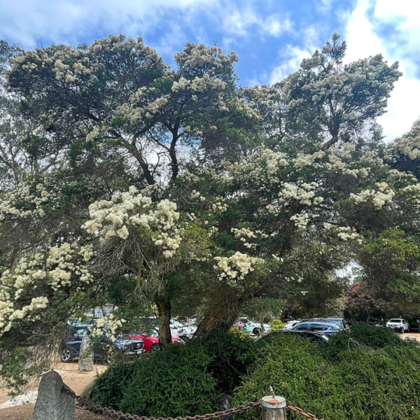 Melaleuca linariifolia ‘Snow in Summer’