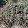 Grevillea ‘Winter Delight’