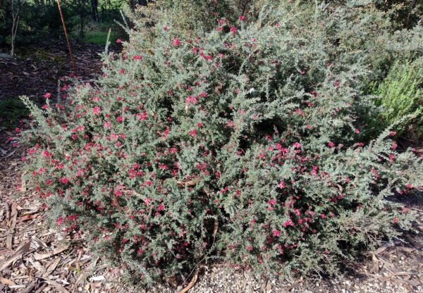 Grevillea ‘Winter Delight’