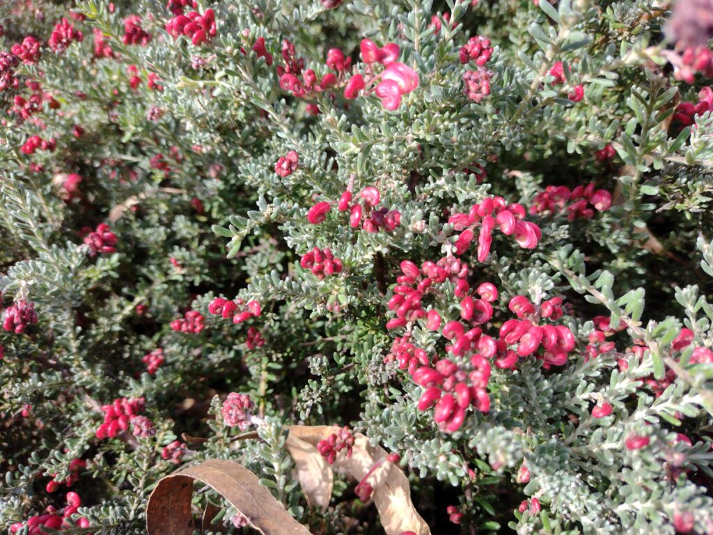Grevillea Winter Delight closeup