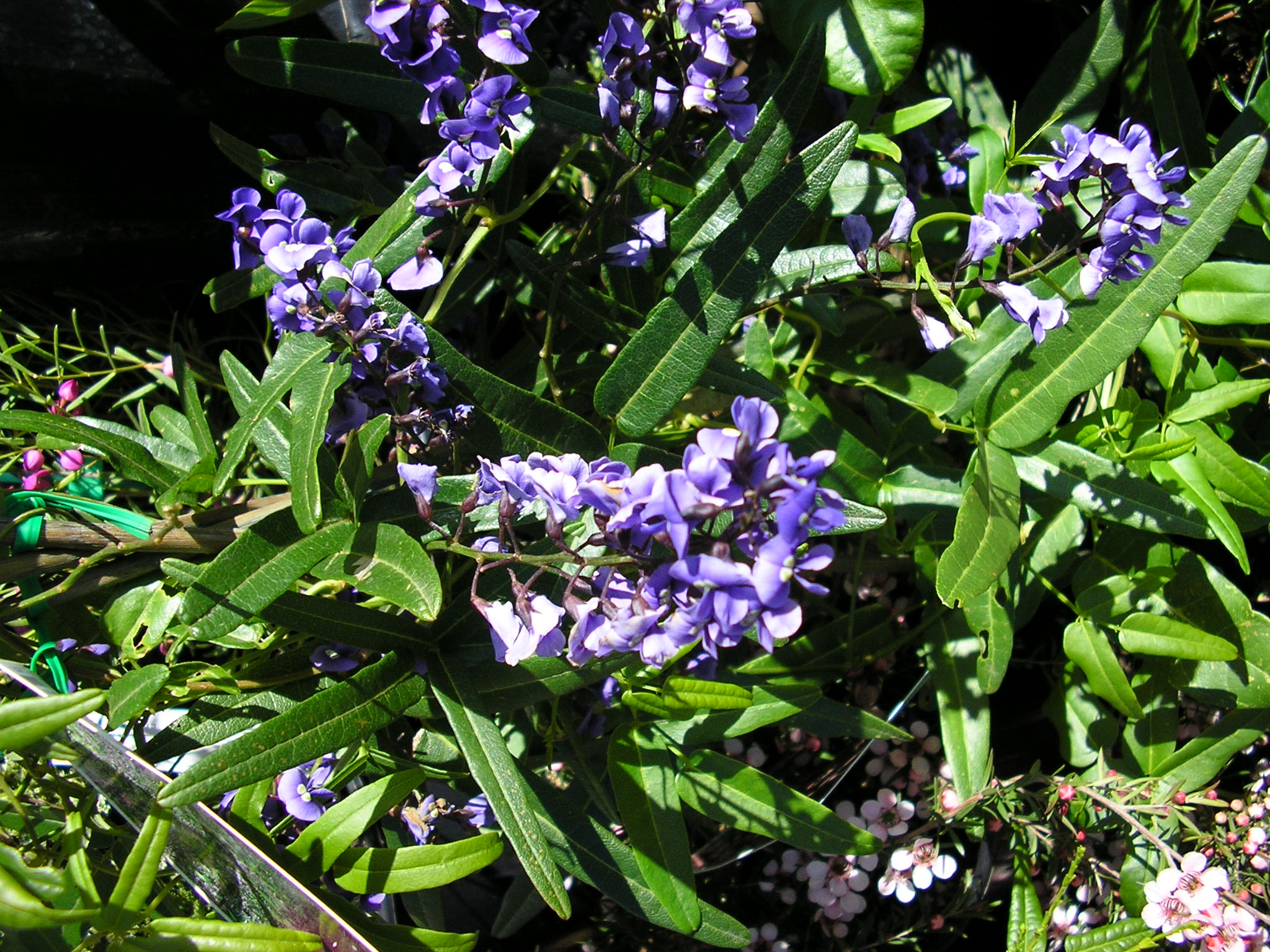 Hardenbergia comptoniana ‘Native Lilac’