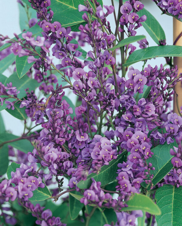 Hardenbergia violacea ‘Happy Wanderer’