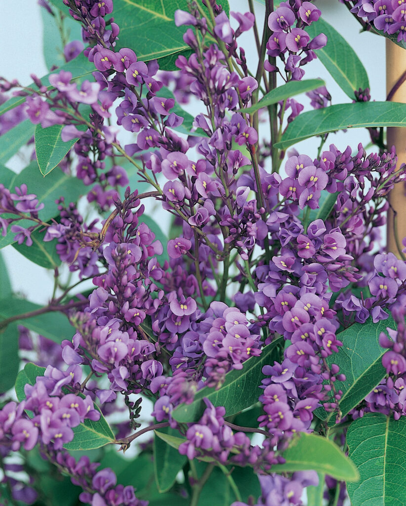 Purple Coral Pea | Happy Wonderer | Nati…