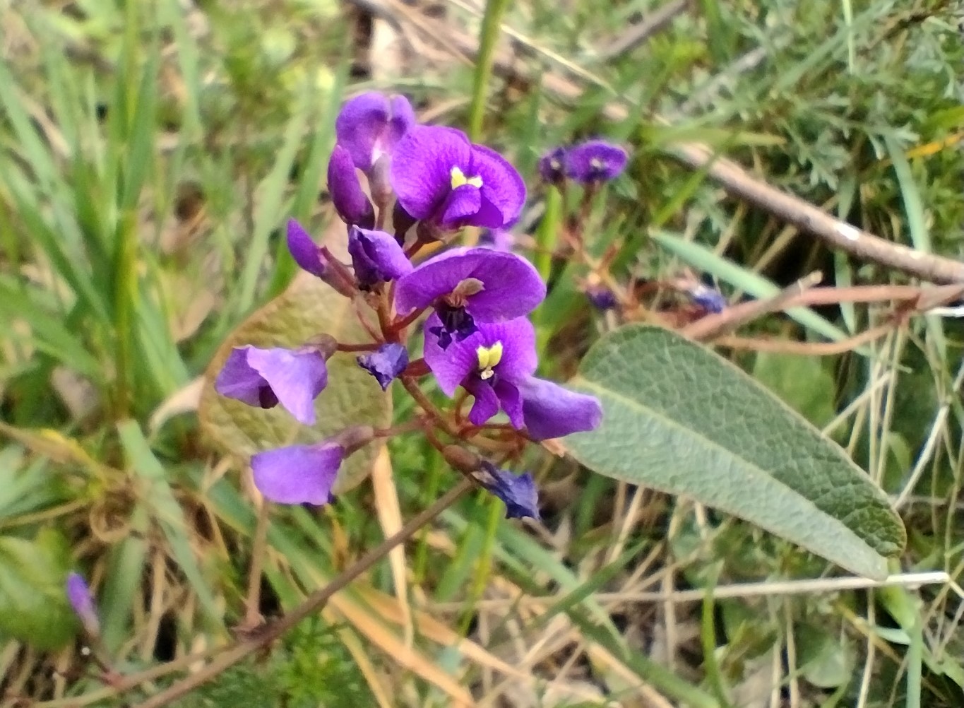 Hardenbergia violacea ‘Native Sarsaparilla’