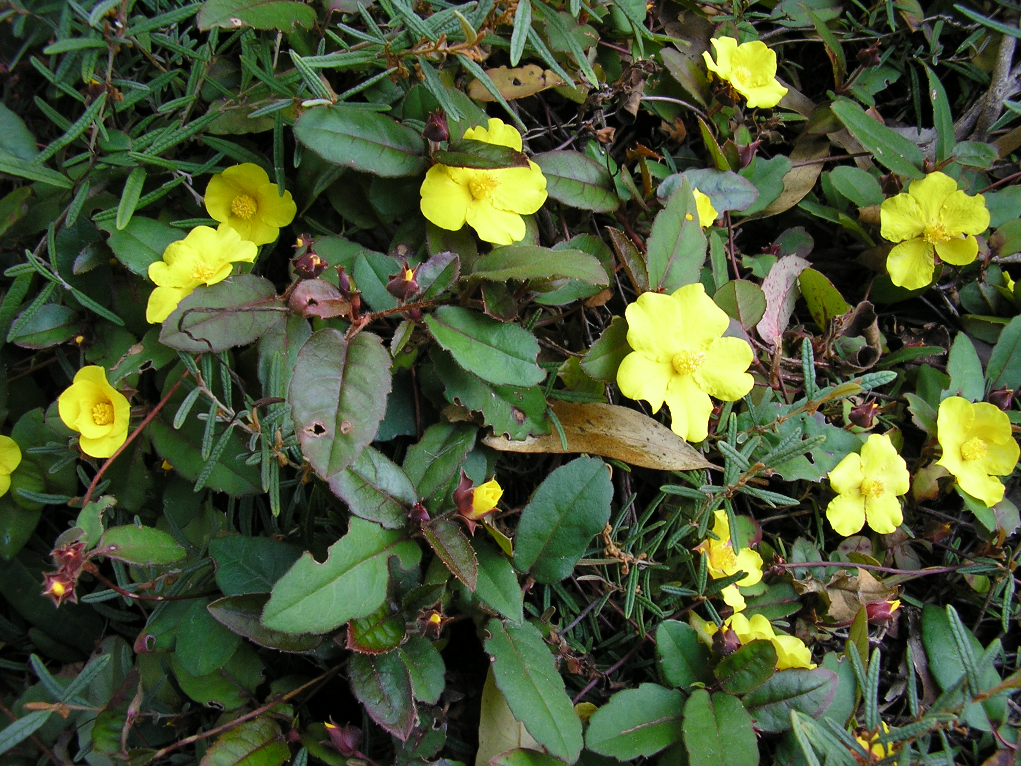 Hibbertia dentata ‘Trailing Guinea-flower’