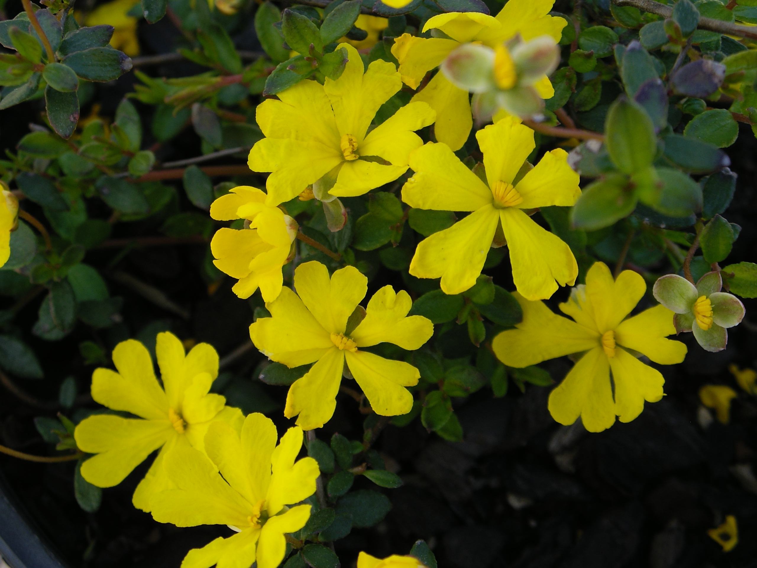 Hibbertia empetrifolia ‘Scrambling Guinea Flower’