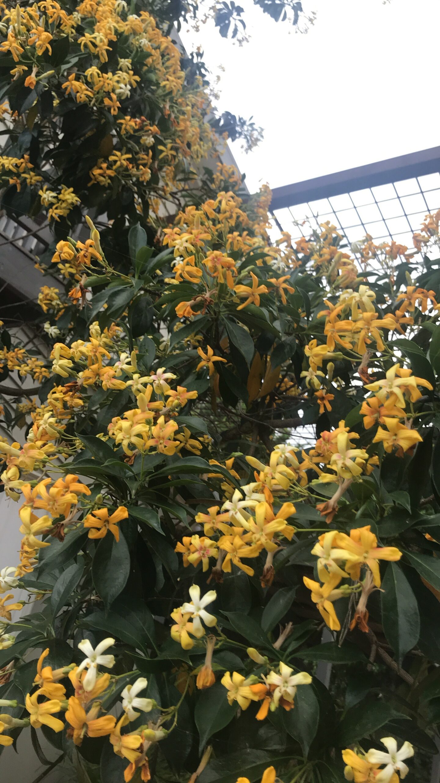 Hymenosporum flavum ‘Native Frangipani’